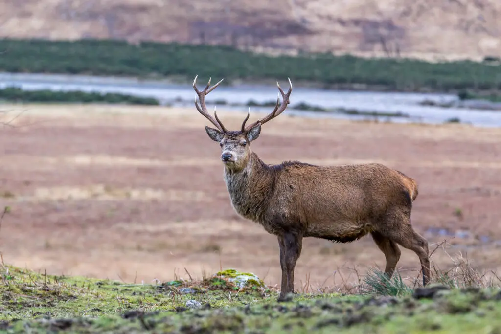 Deer stag in Glen Etive